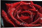 Acrylglas - Grote Rode Roos met Waterdruppels erop - Bloemen - 105x70 cm Foto op Acrylglas (Wanddecoratie op Acrylaat)
