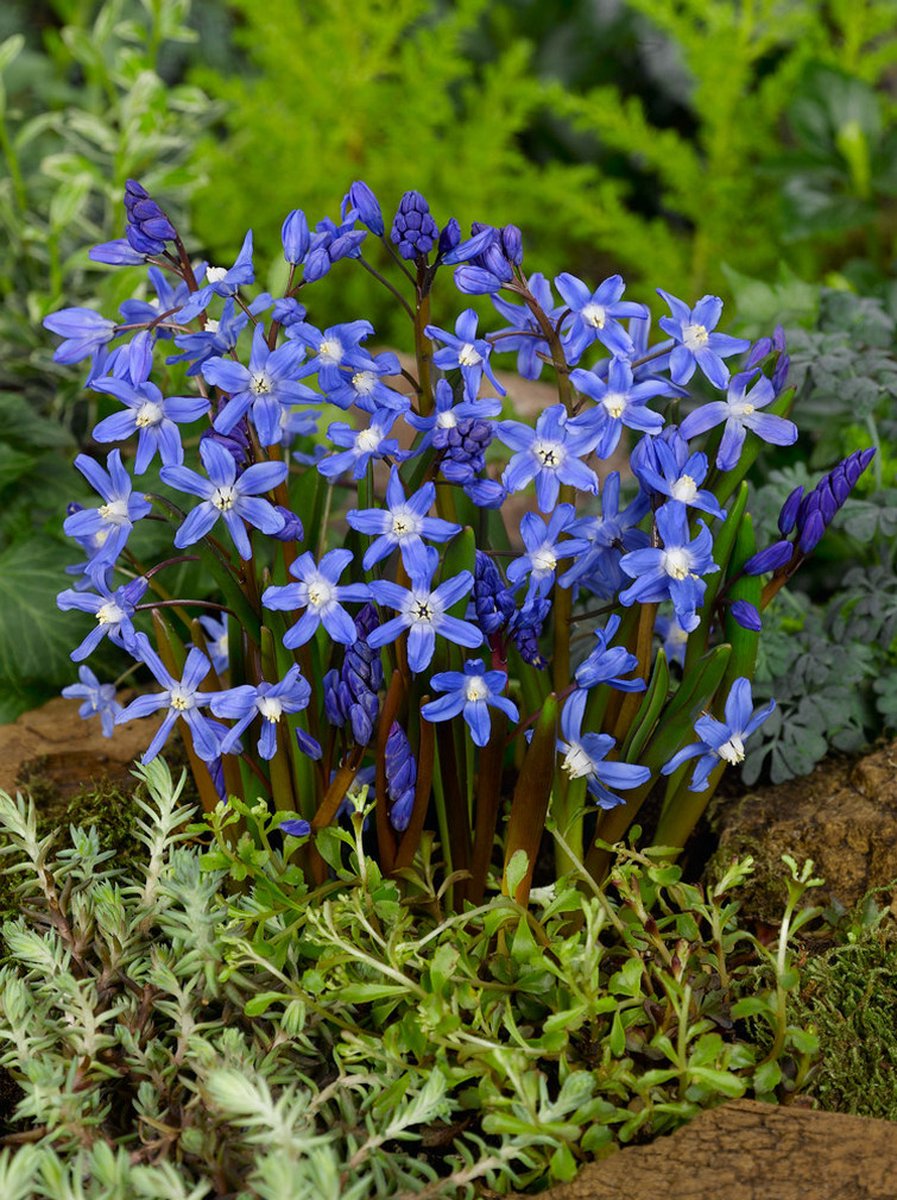 50x Sneeuwroem 'Chionodoxa forbesii' - BULBi® Bloembollen met bloeigarantie