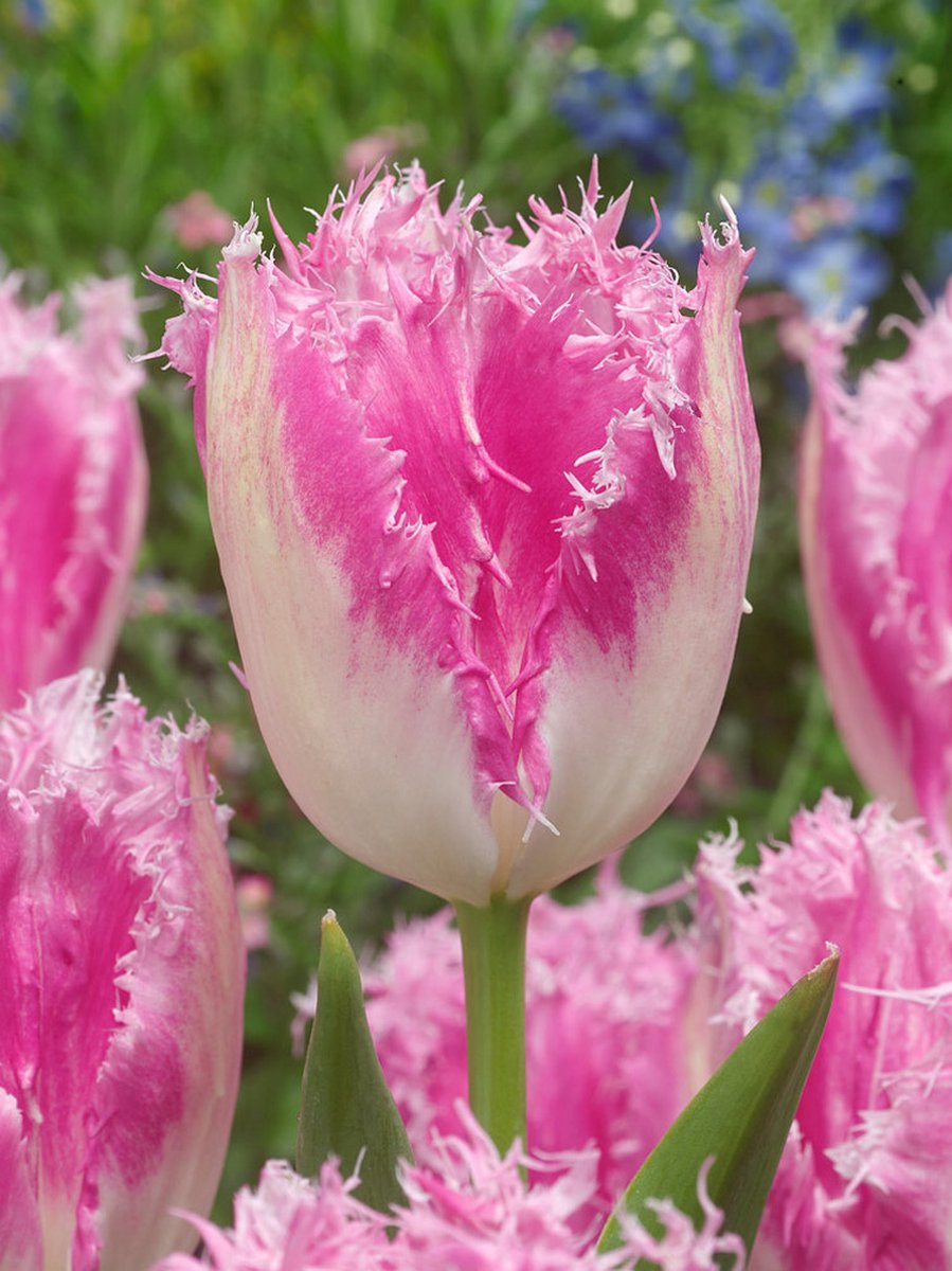 20x Tulpen 'Huis ten bosch' - BULBi® Bloembollen met bloeigarantie