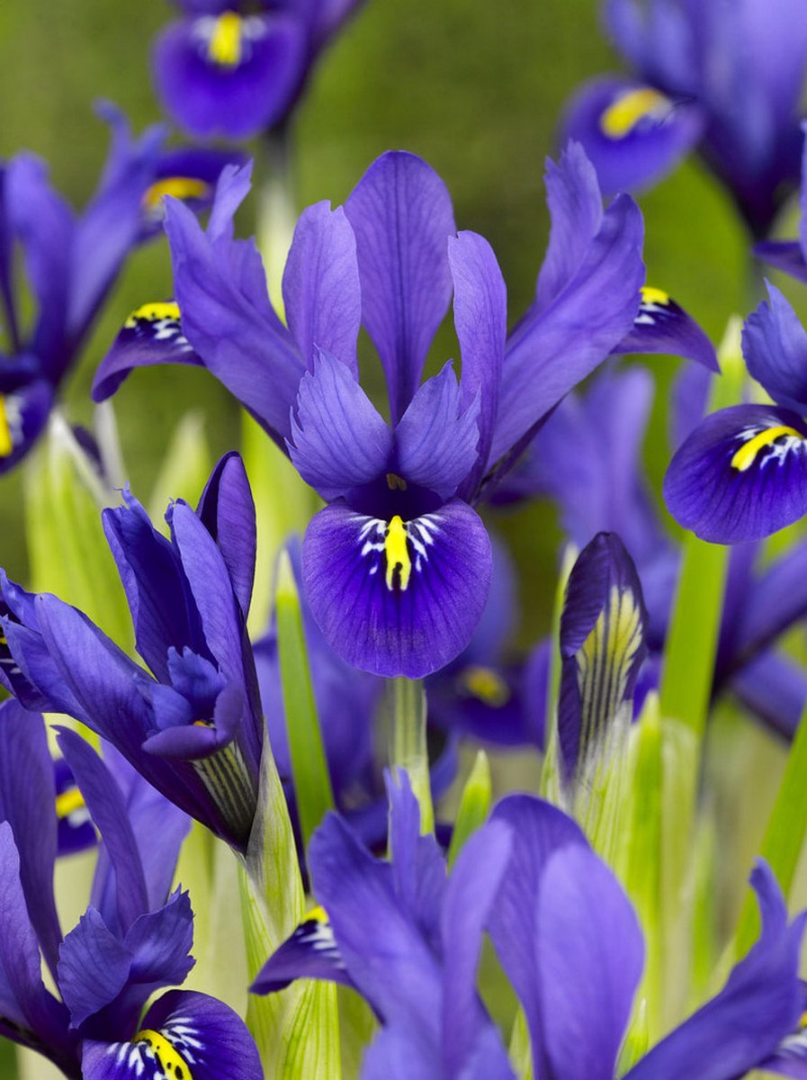 50x Iris 'Iris harmony reticulata' - BULBi® Bloembollen met bloeigarantie