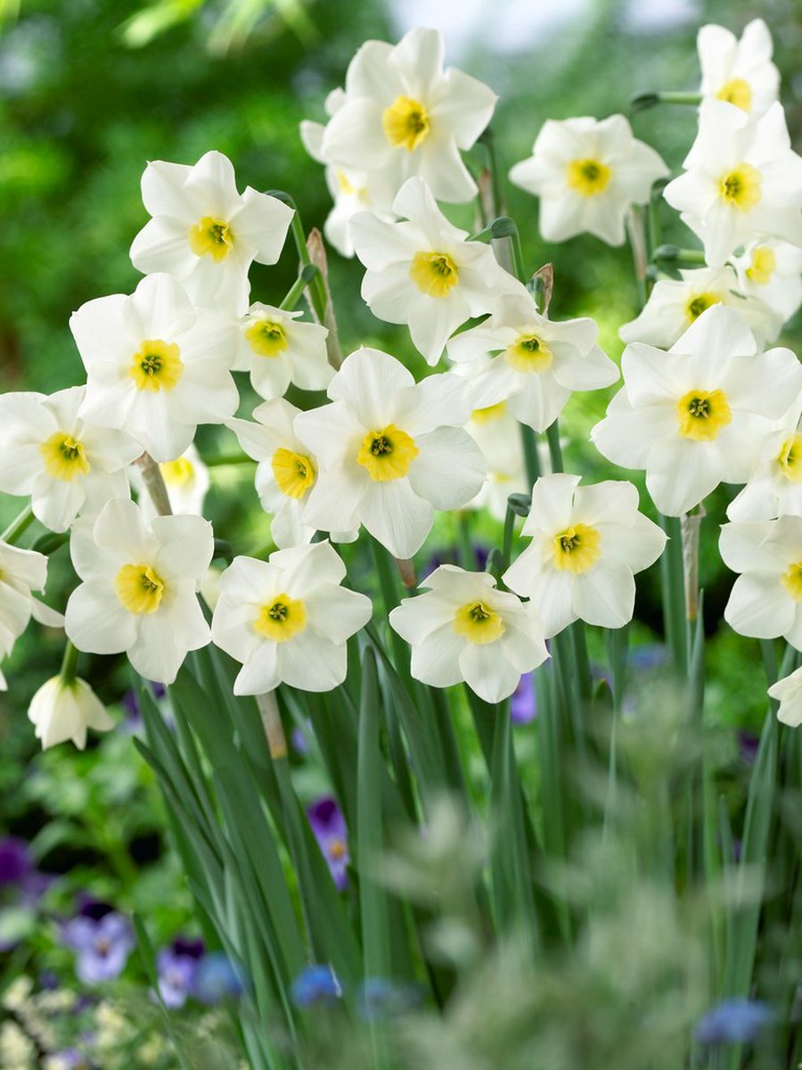 10x Narcissen 'Lieke' - BULBi® Bloembollen met bloeigarantie