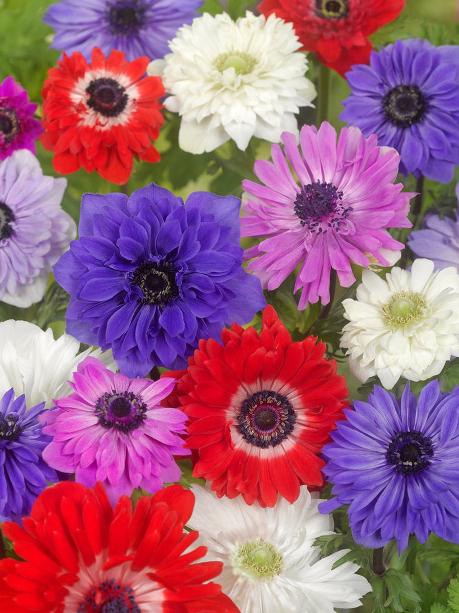 50x Anemoon 'St. brigid gemengd coronaria' - BULBi® Bloembollen met bloeigarantie