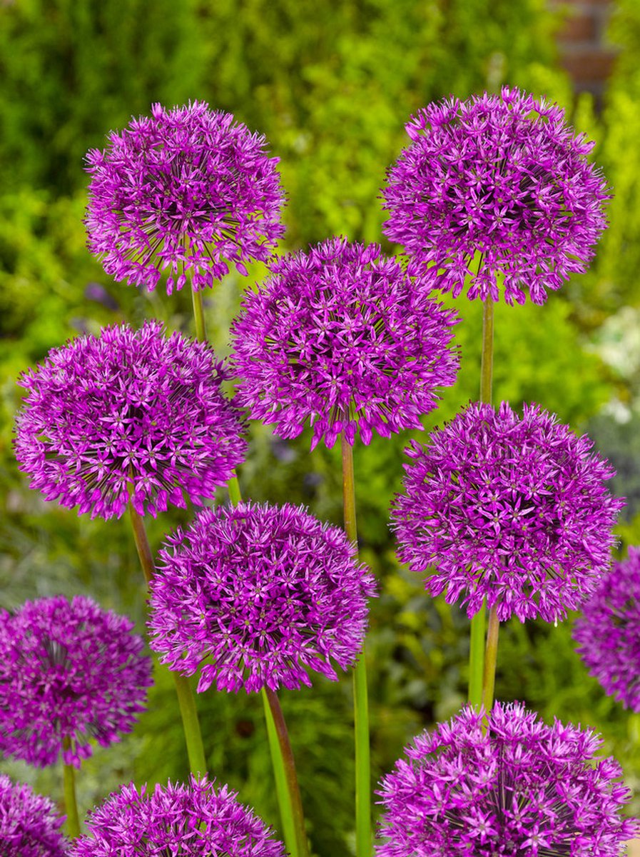 20x Allium 'Aflatunense (hollandicum)' - BULBi® Bloembollen met bloeigarantie