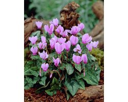 5x Tuincyclaam 'Cyclamen hederifolium' - BULBi® Bloembollen met bloeigarantie