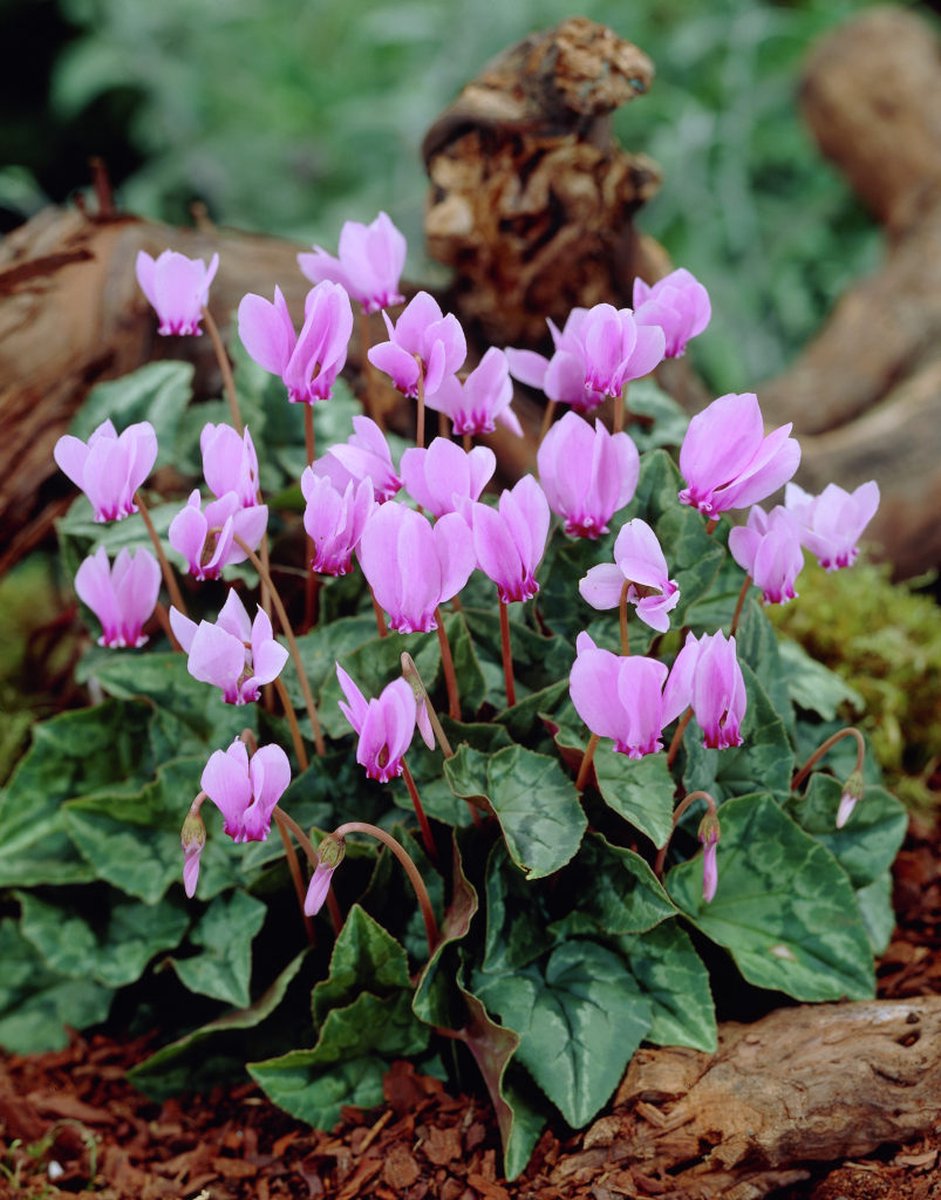 5x Tuincyclaam 'Cyclamen hederifolium' - BULBi® Bloembollen met bloeigarantie