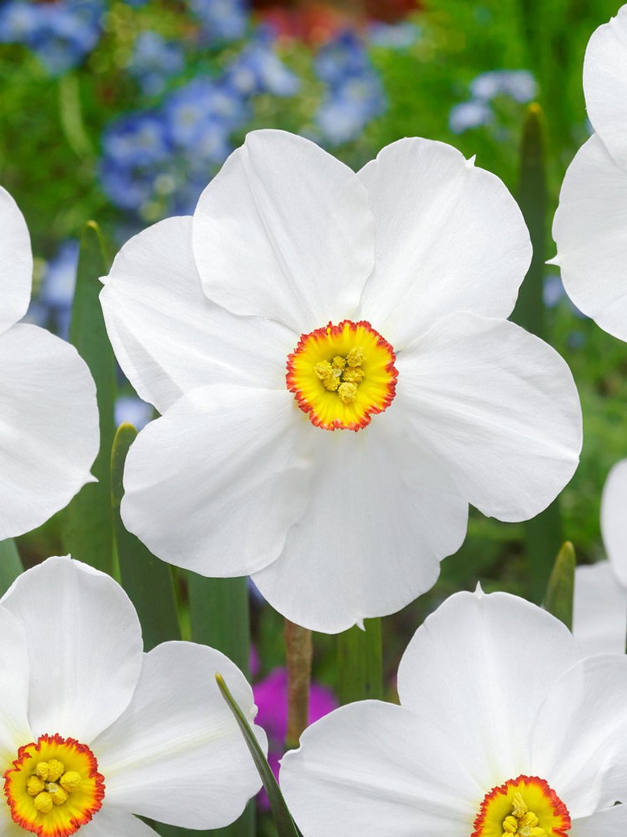10x Narcissen 'Actaea poeticus' - BULBi® Bloembollen met bloeigarantie