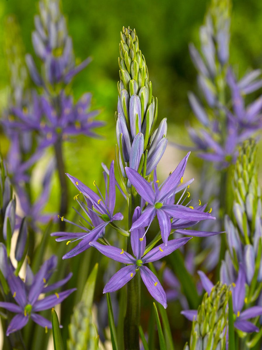 5x Indianenbloem 'Camassia caerulea leichtlinii' - BULBi® Bloembollen met bloeigarantie