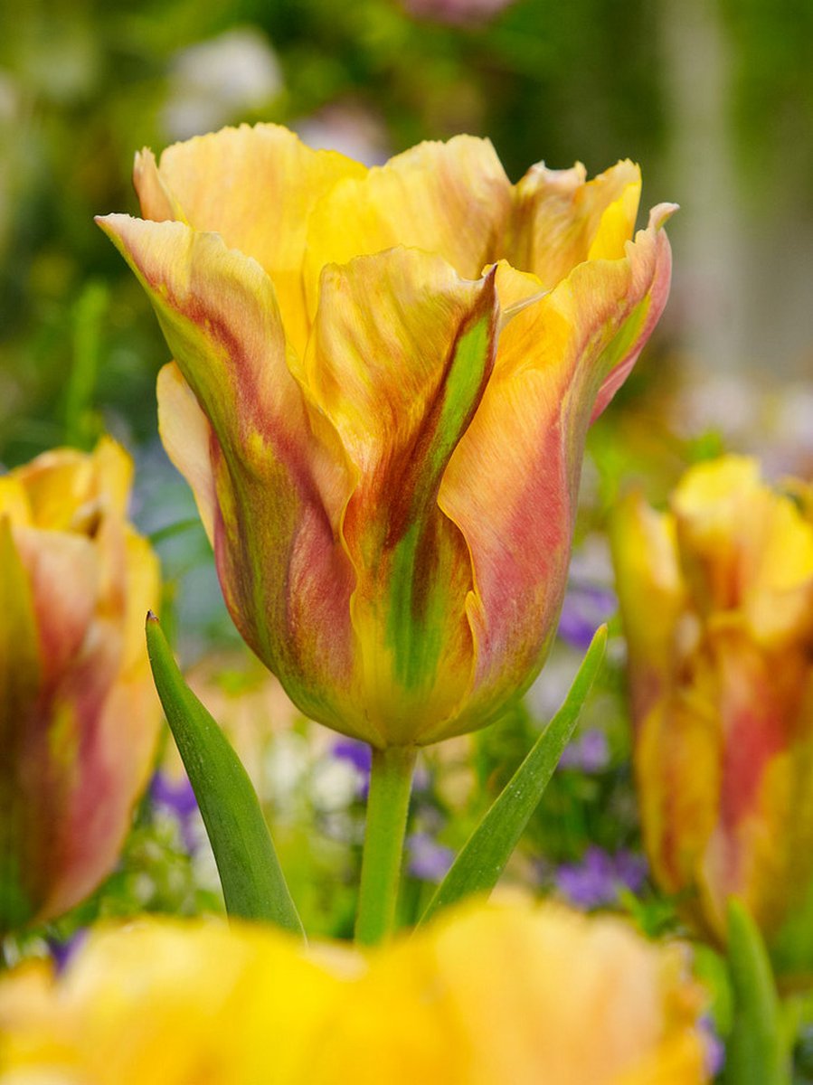 15x Tulpen 'Golden artist' - BULBi® Bloembollen met bloeigarantie