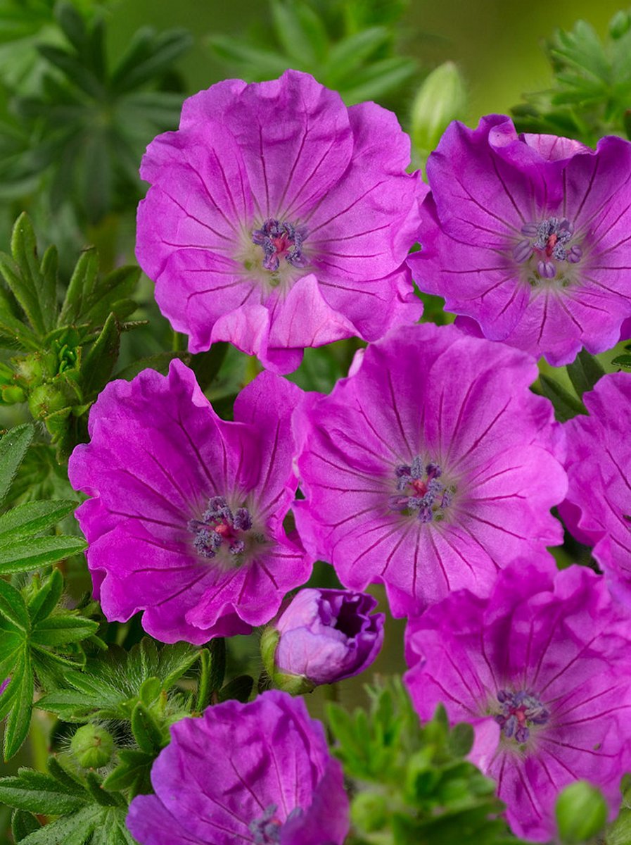 6x Ooievaarsbek 'Geranium sanguineum' - BULBi® Bloembollen met bloeigarantie