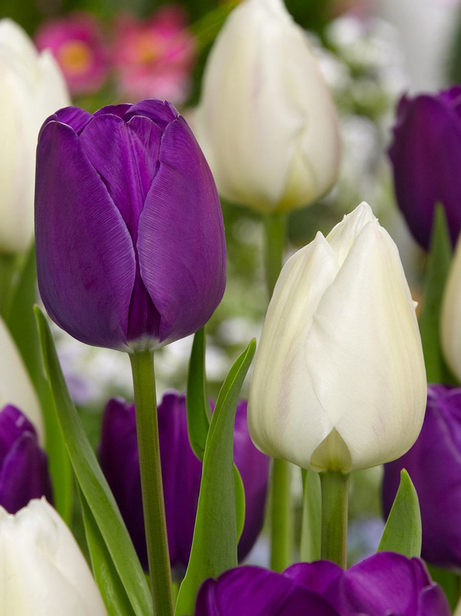 20x Tulpen 'White dream & negrita gemengd' - BULBi® Bloembollen met bloeigarantie