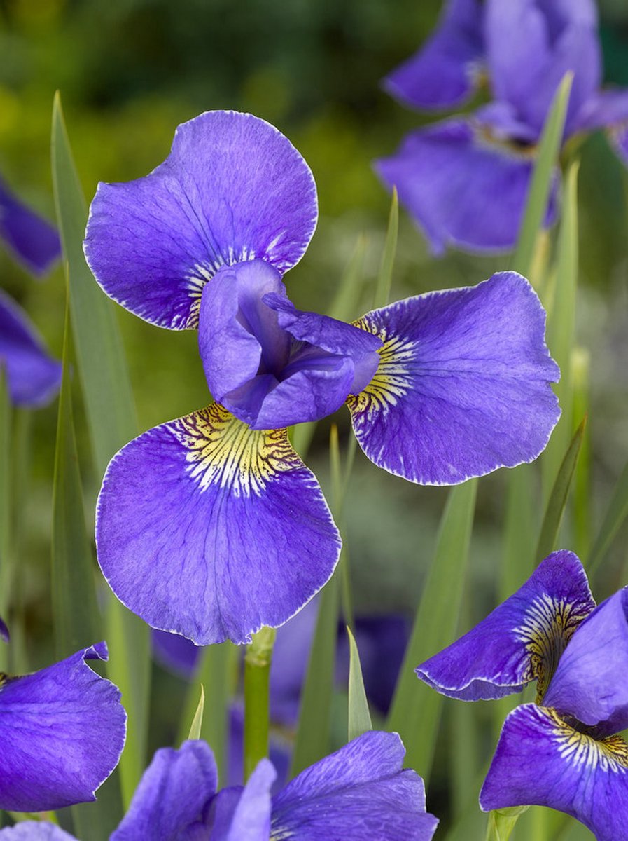 6x Iris 'Iris silver edge sibirica' - BULBi® Bloembollen met bloeigarantie
