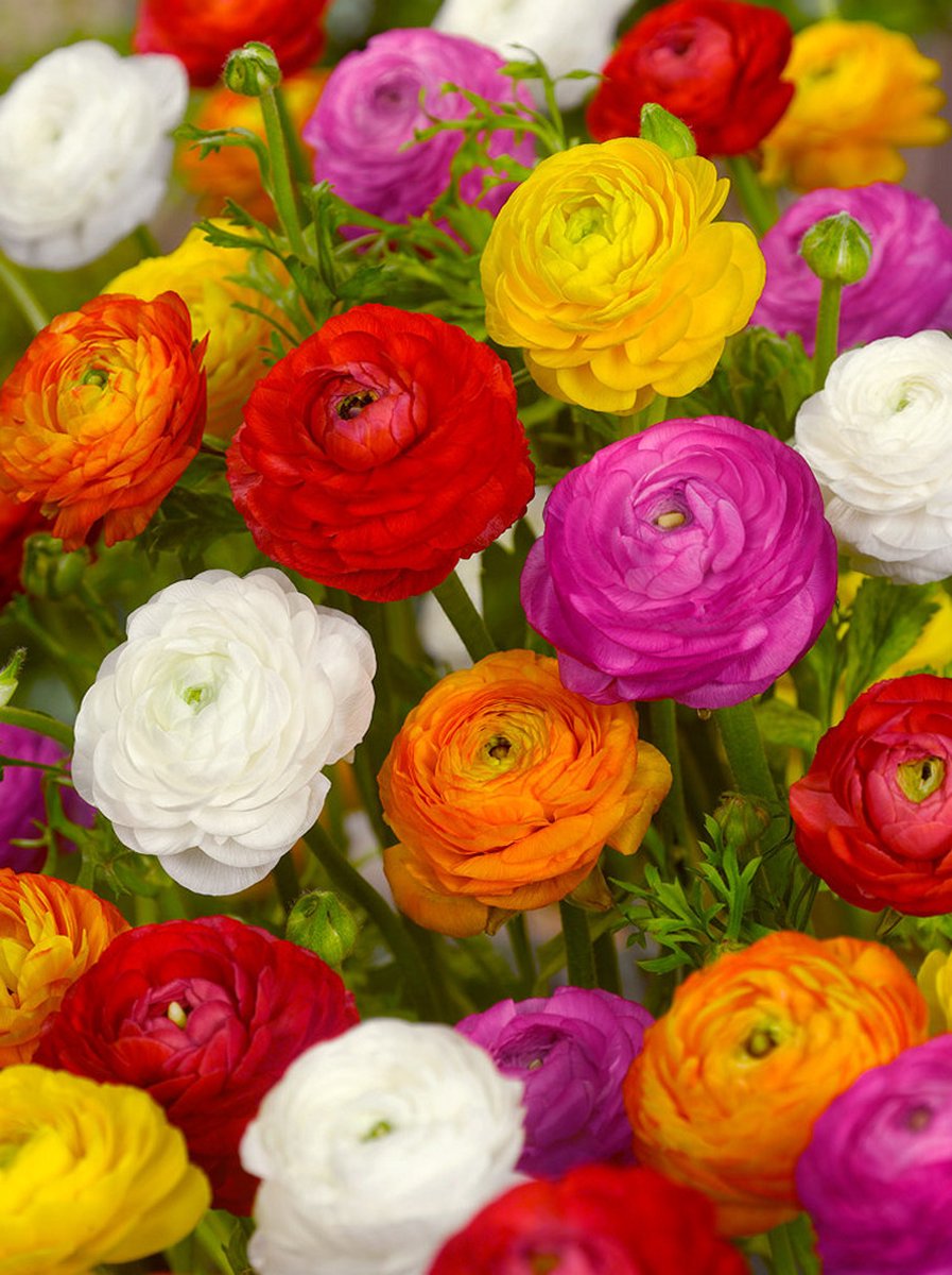 50x Ranonkel 'Ranunculus gemengd' - BULBi® Bloembollen met bloeigarantie