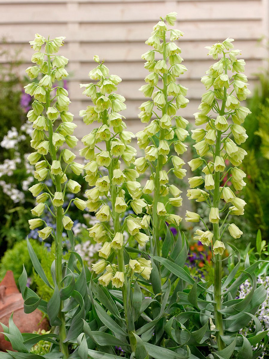 2x Fritillaria 'Fritillaria ivory bells persica' - BULBi® Bloembollen met bloeigarantie