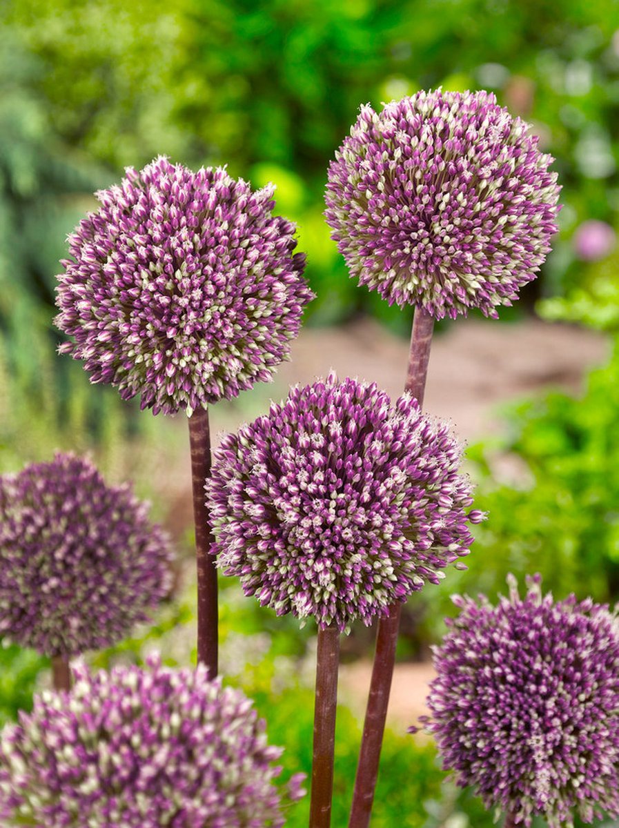 5x Allium 'Summer drummer' - BULBi® Bloembollen met bloeigarantie