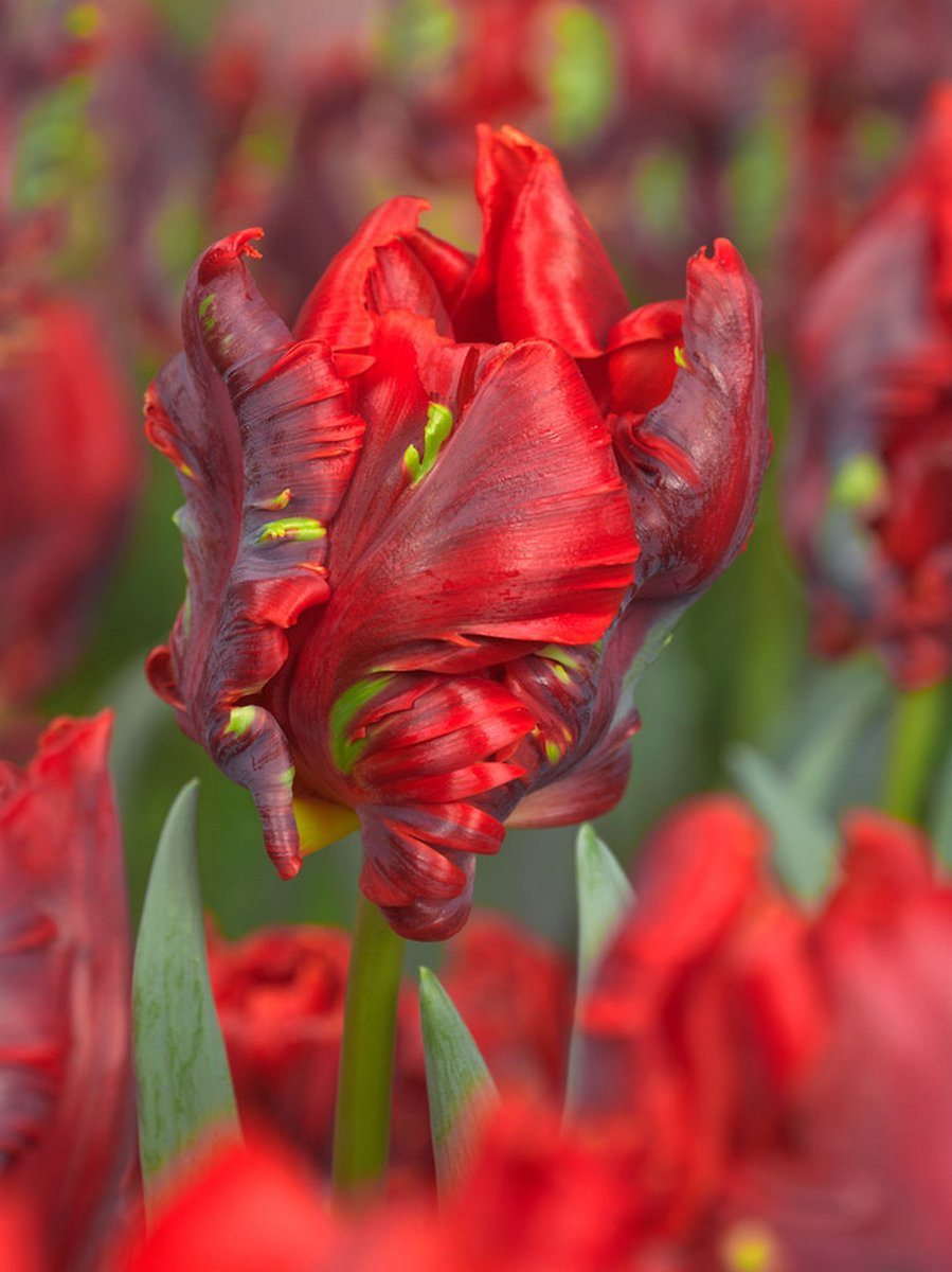 20x Tulpen 'Rococo' - BULBi® Bloembollen met bloeigarantie