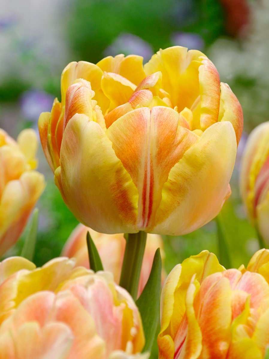 15x Tulpen 'Foxy foxtrot' - BULBi® Bloembollen met bloeigarantie