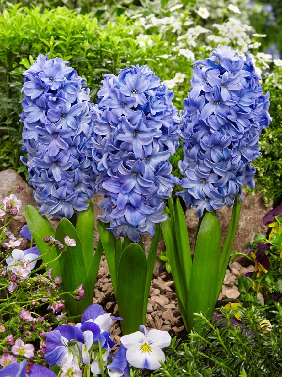 10x Hyacinten 'Delft blue' - BULBi® Bloembollen met bloeigarantie