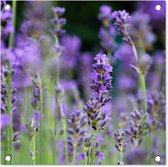 Tuinposters Lavendel - Bloemen - Natuur - Paars - 50x50 cm - Tuindoek - Buitenposter
