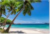 Strand - Tropisch - Palmboom