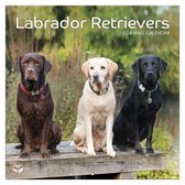 Calendrier Labrador Retriever 2024