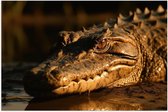 Poster Glanzend – Krokodil ligt op de grond met zijn hoofd in het water - 90x60 cm Foto op Posterpapier met Glanzende Afwerking