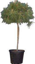 Pin parasol - 'Pinus pinea' - hauteur du tronc 80-90 cm (hauteur totale 130-150 cm)