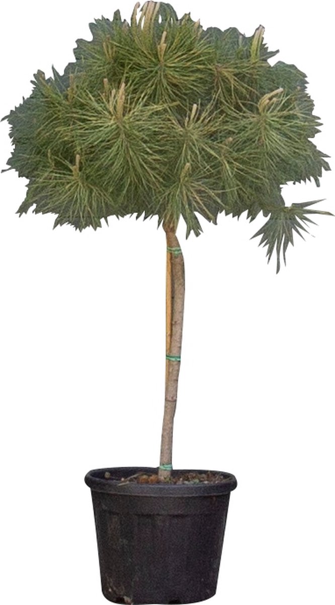 Pin parasol - 'Pinus pinea' - hauteur du tronc 80-90 cm (hauteur totale  130-150 cm) | bol