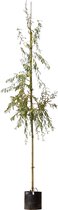 treurwilg Salix sepulcralis Chrysocoma h 275 cm st. omtrek 12 cm st...