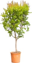 Granaatappelboom Punica granatum h 130 cm st. omtrek 12cm