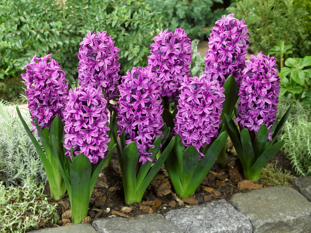 Hyacint Purple Sensation | 5 stuks | Hyacintenbollen