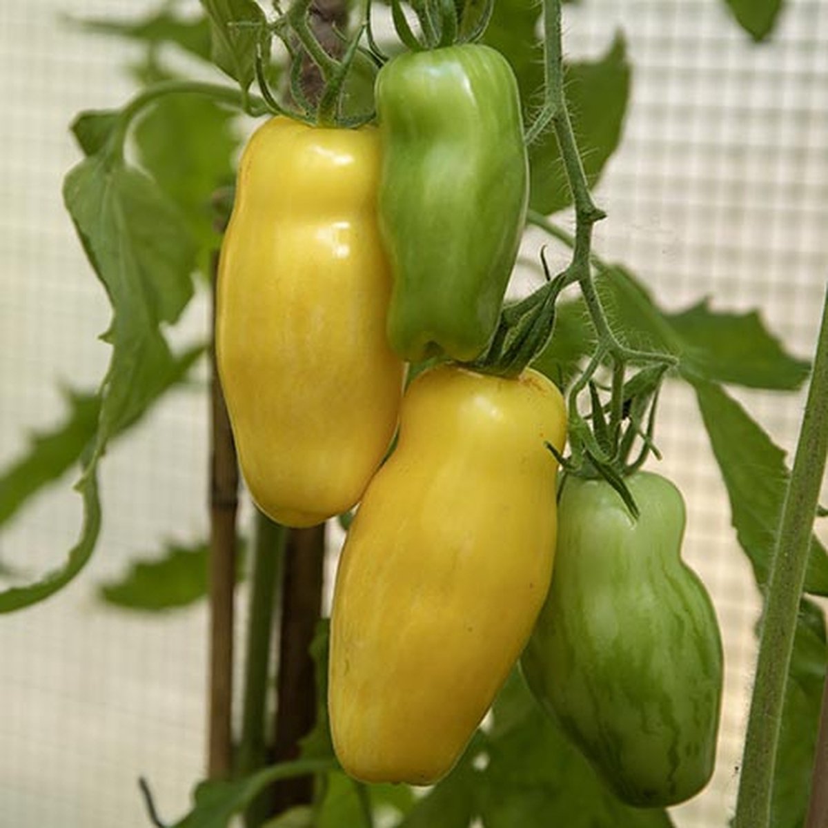 Tomaten zaden - San Marzano yellow
