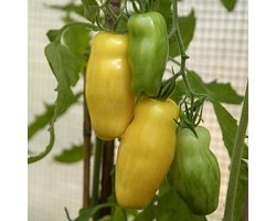 Tomaten zaden - San Marzano yellow