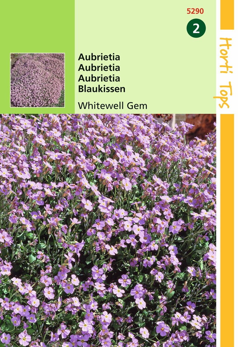 2 stuks - Hortitops - Aubrietia Hybrida Grfl.Whitewell Gem