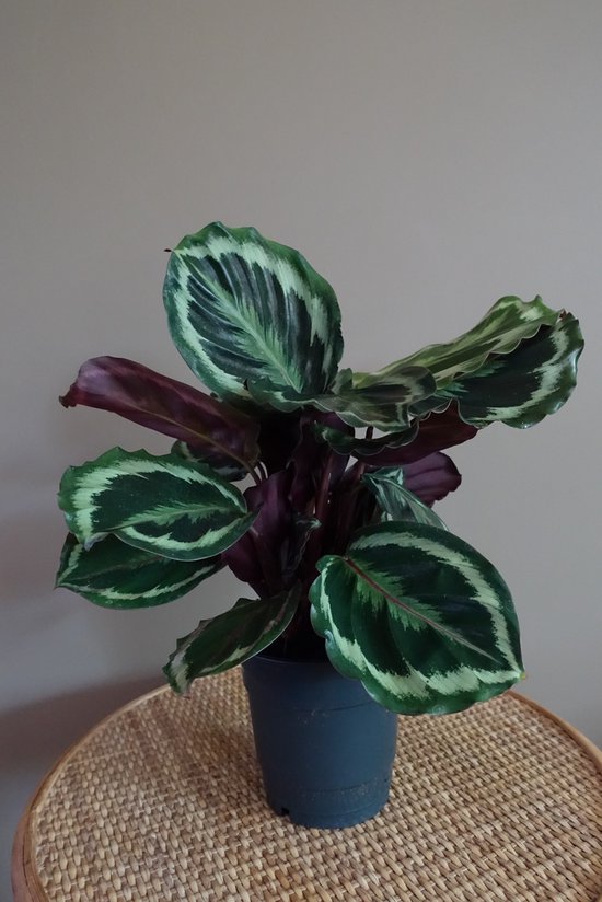 Spathiphyllum (Lepelplant) kopen? - ⌀ 24 cm, ↕ 100 cm