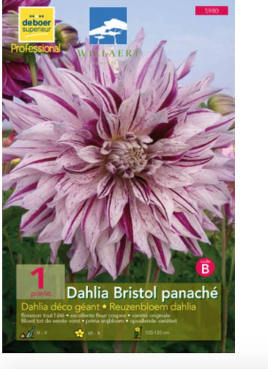 Dahlia (deco) 'Bristol Panache' bol