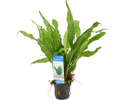 Microsorum Pteropus Javavaren - Aquariumplant - Aquarium decoratie - Moerings