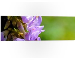 PVC Schuimplaat – Trosje van Paarse Bloemen en Knopjes voor Wazige Groene Achtergrond – 90×30 cm Foto op PVC Schuimplaat (Met Ophangsysteem) PVC Schuimplaat – Trosje van Paarse Bloemen en Knopjes voor Wazige Groene Achtergrond – 90×30 cm Foto op PVC Schuimplaat (Met Ophangsysteem)