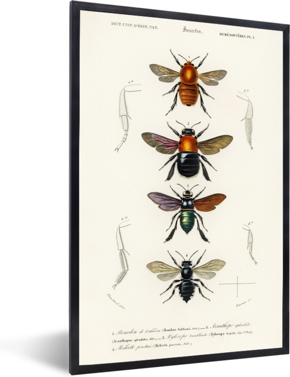 Fotolijst inclusief poster - Posterlijst vintage - Fotokader insecten - Picture frame voor volwassenen - Photo frame retro - Zwarte lijst 20x30 - Muurdecoratie slaapkamer accessoires - Woonkamer decoratie - Posterwand - Posterframe