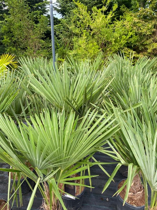 Een dichte groep groene Trachycarpus fortunei palmen met lange, smalle bladeren, staand in potten op zwarte doek.