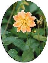 Dibond Ovaal - Lichtoranje gekleurde dahlia bloem met knopjes eromheen - 30x40 cm Foto op Ovaal (Met Ophangsysteem)