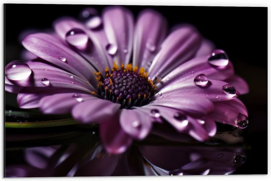 Dibond - Paarse Margriet met Waterdruppels erop bij Donkere Achtergrond - Bloemen - 60x40 cm Foto op Aluminium (Met Ophangsysteem)