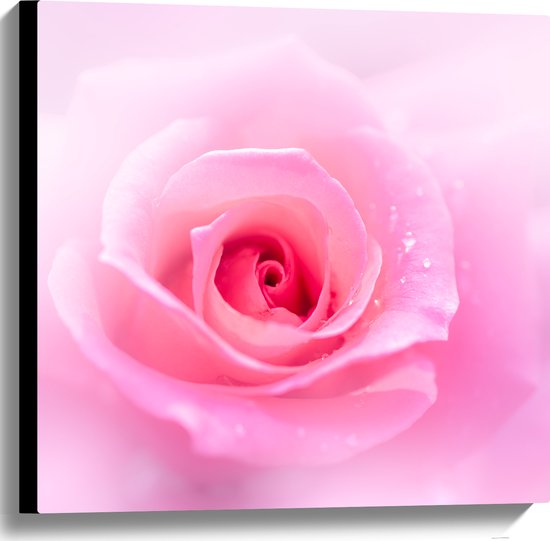 Canvas - Mooie Licht Roze Roos op Licht Roze Wolkje - Bloemen - 60x60 cm Foto op Canvas Schilderij (Wanddecoratie op Canvas)