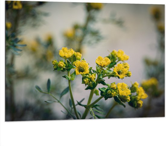 Dibond - Gele Ruta Bloemen aan Lange Stengels - 100x75 cm Foto op Aluminium (Wanddecoratie van metaal)