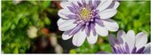 Poster (Mat) - African Daisy Bloemen Wit met Paars in Bloemenpot - 90x30 cm Foto op Posterpapier met een Matte look