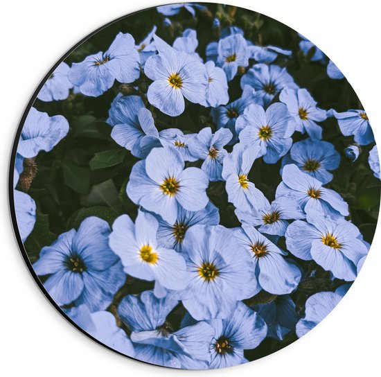 Dibond Muurcirkel - Vergeet me nietjes bloemen blauw met gele binnenkant - 20x20 cm Foto op Aluminium Muurcirkel (met ophangsysteem)