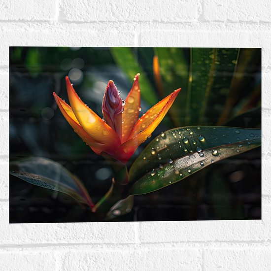 Foto: Muursticker oranje paradijsvogelbloem tussen donker groene bladeren met waterdruppels 40x30 cm foto op muursticker
