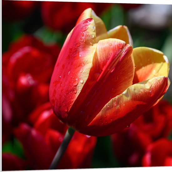 PVC Schuimplaat - Rood met Gele Tulp met Rode Bloemen Achtergrond ...