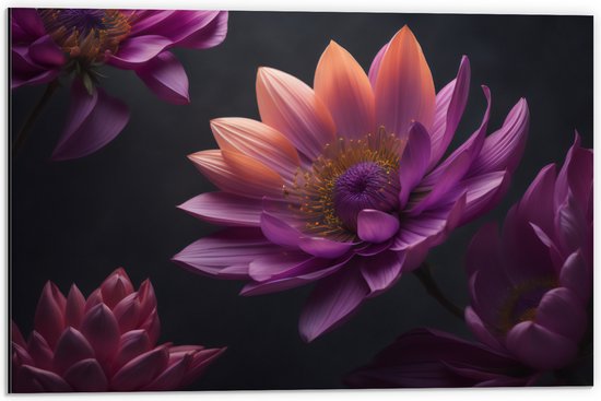 Dibond - Paars roze Dahlia Bloemen met zwarte achtergrond - 60x40 cm Foto op Aluminium (Met Ophangsysteem)