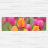 Muursticker - Roze en Oranje Tulpen in een Tulpenveld - Bloemen - 90x30 cm Foto op Muursticker