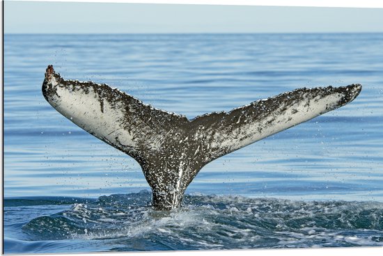 Dibond - Staart van een walvis steekt uit boven het zeewater - 90x60 cm Foto op Aluminium (Wanddecoratie van metaal)